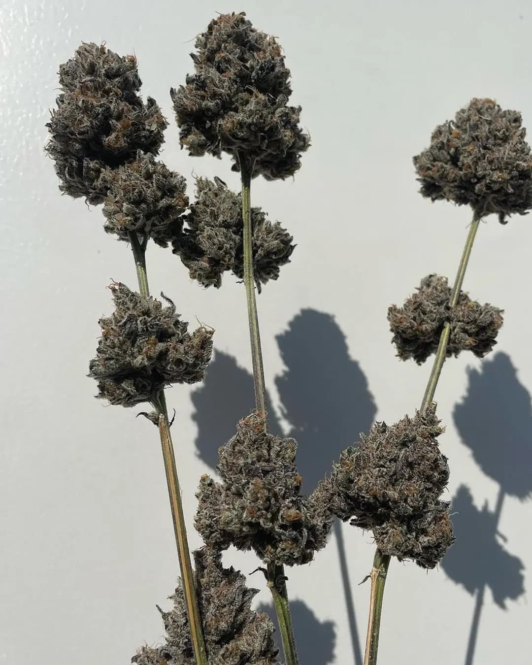 Unicorn Sherbert flower