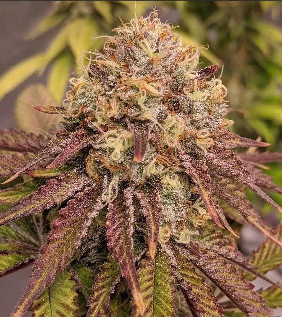 Unicorn Sherbert flower photography