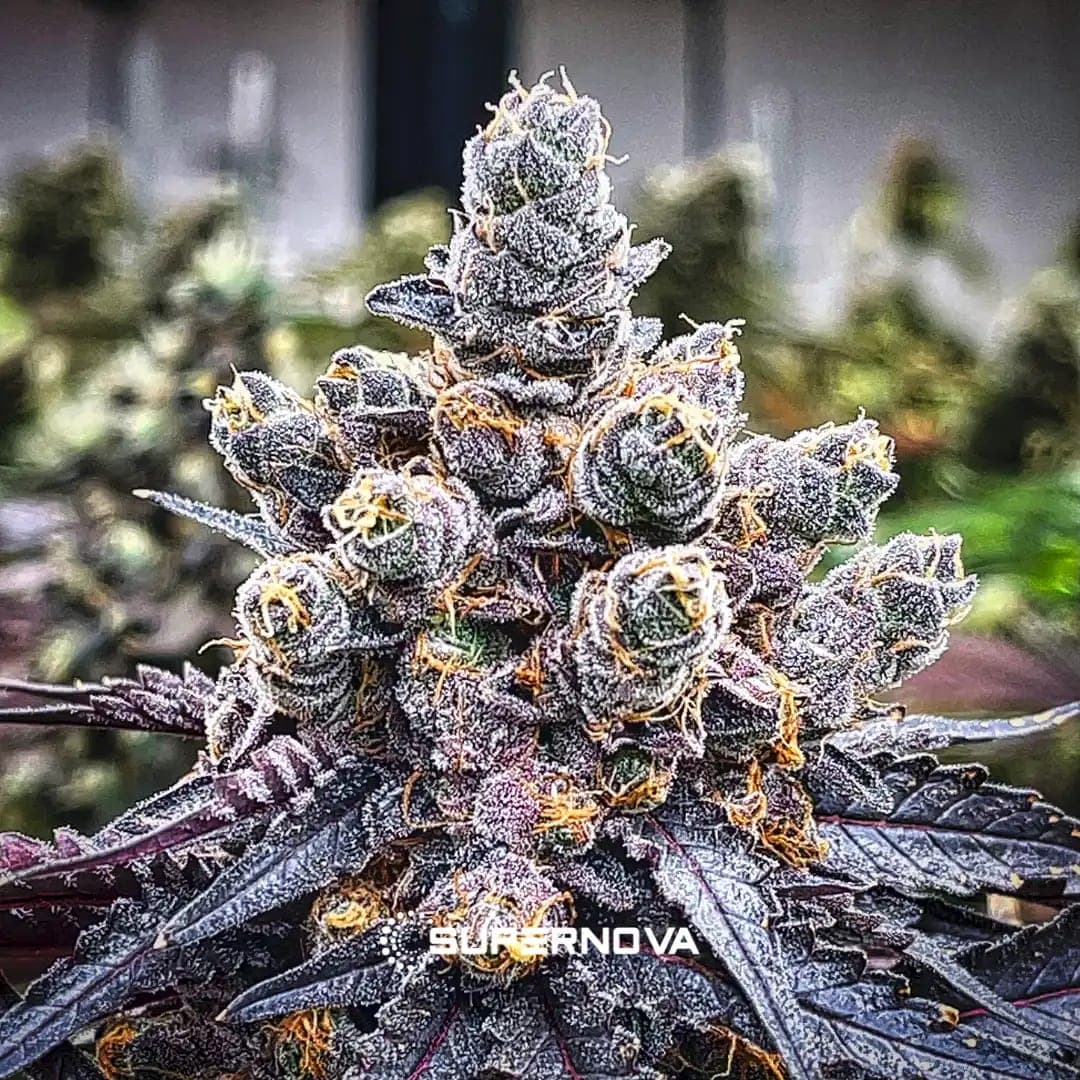 Unicorn Sherbert photo 3
