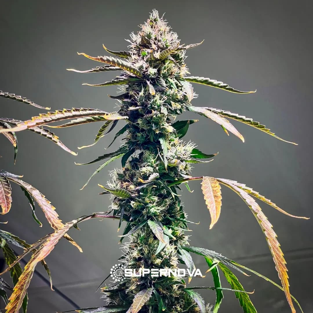 Unicorn Sherbert photo 4