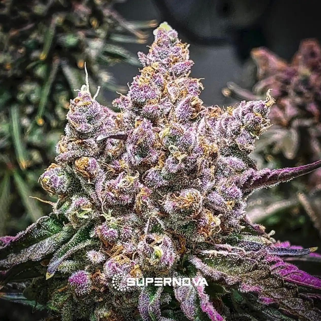 Unicorn Sherbert flower photography