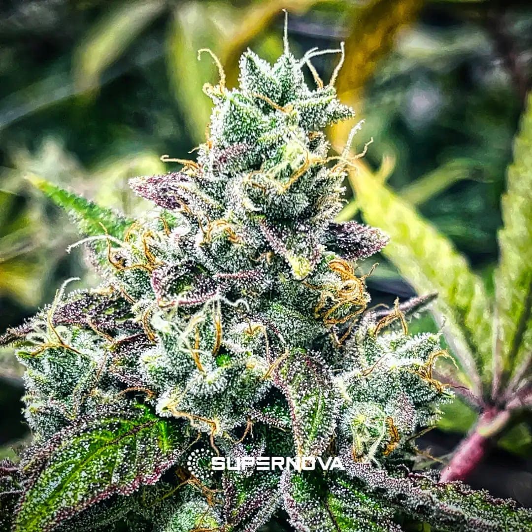Unicorn Sherbert photo 6