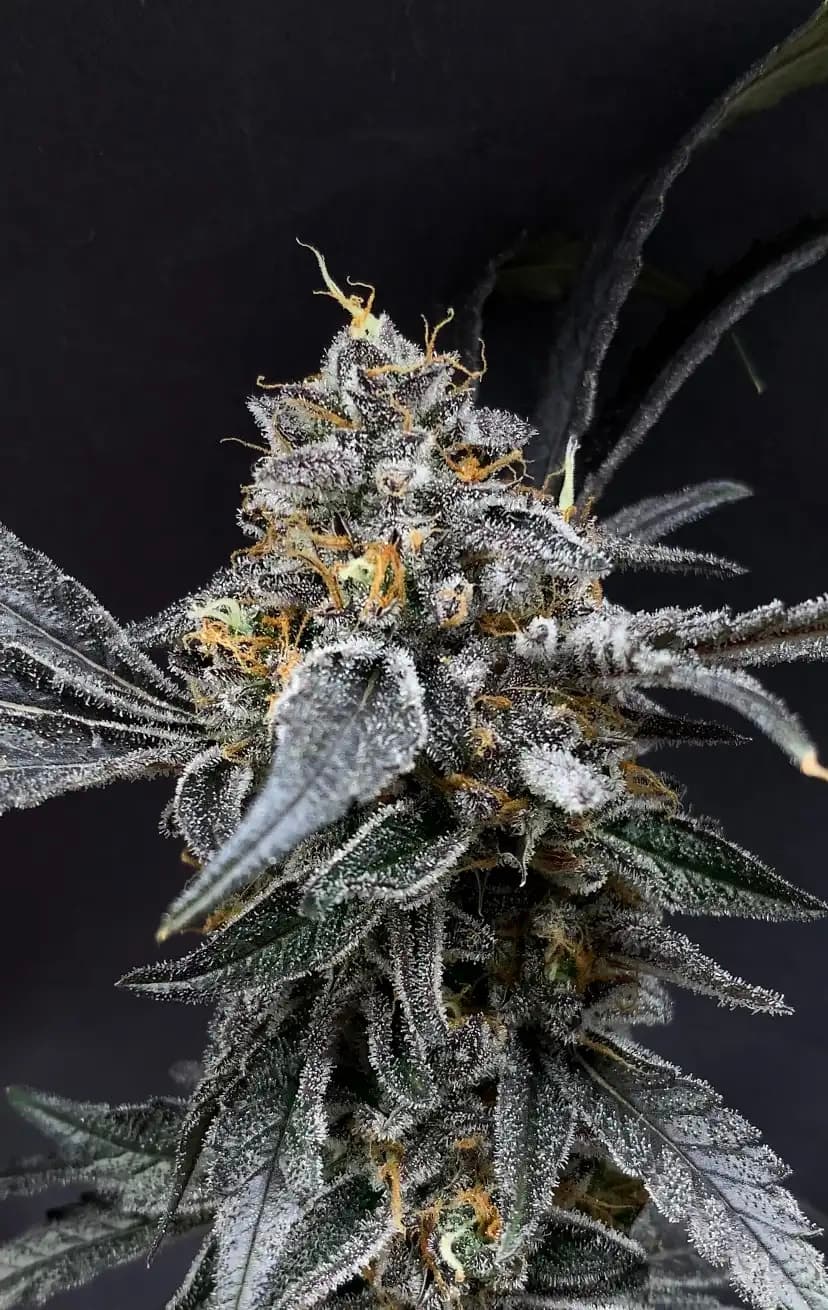 Unicorn Sherbert flower