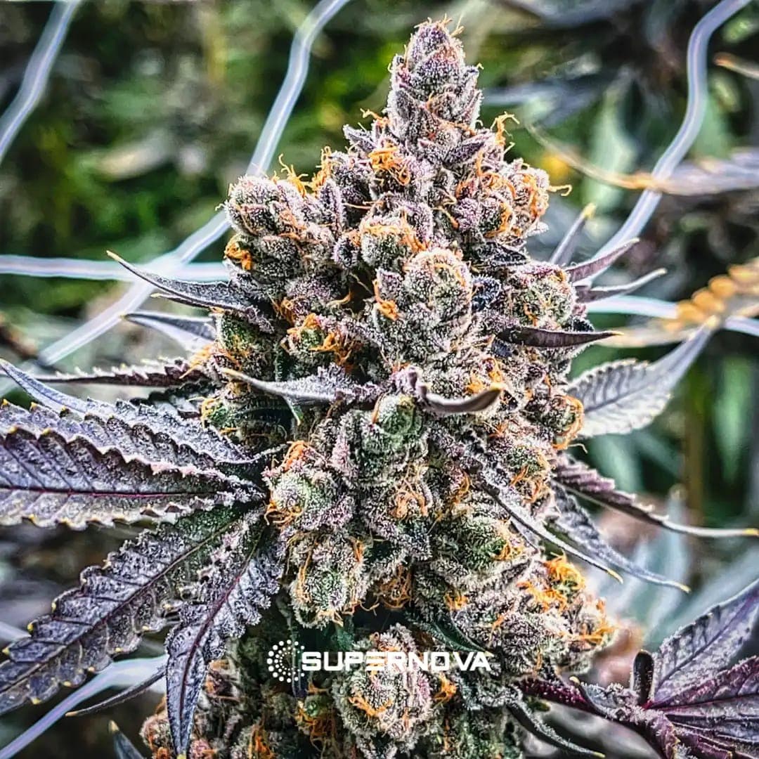 Unicorn Sherbert photo 9